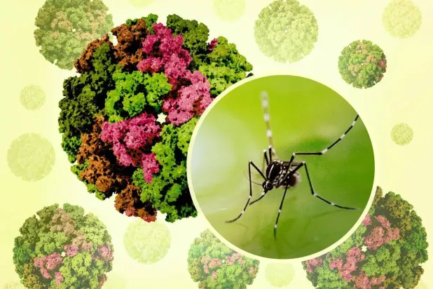 مبيدات ودرونات وأسراب «البعوض الفيل» لمحاربة فيروس «شيكونغونيا» في الصين