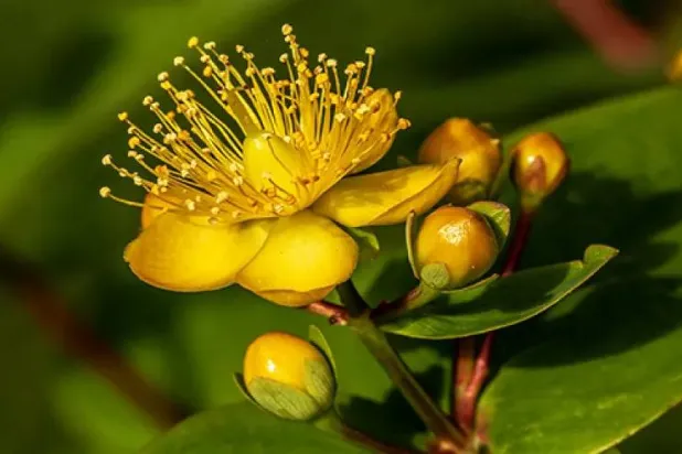 نبتة سانت جون (متداولة)