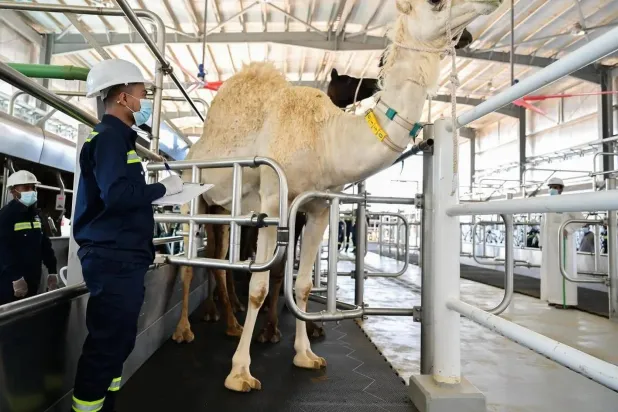 مصنع حليب الإبل الجديد التابع لشركة «سواني» (الشرق الأوسط)