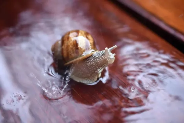 الجين المسؤول عن استعادة البصر في الحلزون  موجود أيضاً لدى البشر (أ.ف.ب)