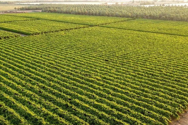 إحدى المناطق الزراعية في تبوك (الشرق الأوسط)