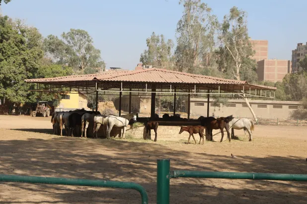 الخيول العربية في محطة الزهراء (وزارة الزراعة)