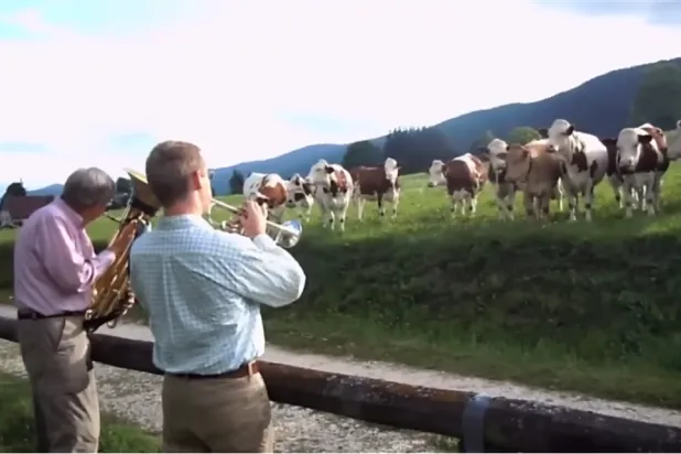 عزف موسيقى الجاز لأبقار في بريطانيا (لقطة من يوتيوب)