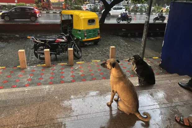 كلاب ضالة لجأت إلى محطة مترو للاحتماء من المطر في نيودلهي 13 سبتمبر 2024 (أ.ب)