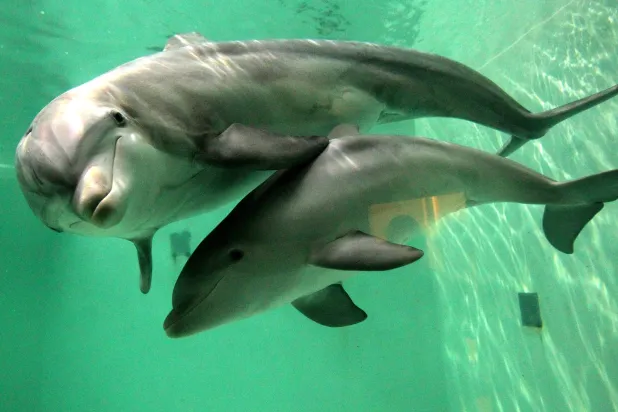 مشهد ودّي وسط الزرقة العميقة (د.ب.أ)