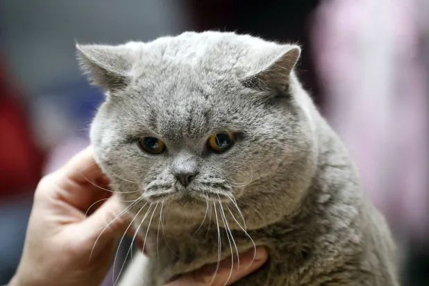 القطط تصاب بالخرف بشكل مشابه لإصابة البشر بألزهايمر (إ.ب.أ)