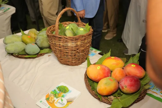 يوفر المانغو ما يقرب من 23 غراماً من السكر لكل كوب من الفاكهة (الشرق الأوسط)