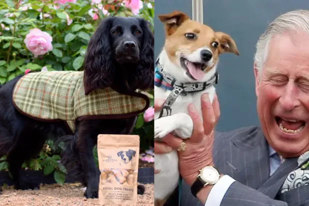 أطلق قصر بالمورال مجموعة من الأطعمة والإكسسوارات الخاصة بالكلاب (إنستغرام)