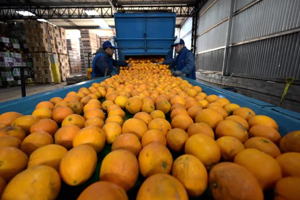 عمال يقومون بتعبئة البرتقال لتصديره إلى الاتحاد الأوروبي في الأرجنتين (أ.ف.ب)