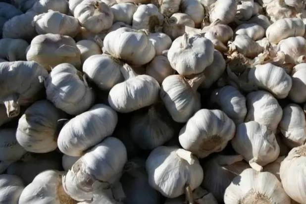 تؤكد الأبحاث أن الثوم له العديد من الفوائد الصحية ويساعد على طول العمر (أرشيفية - رويترز)