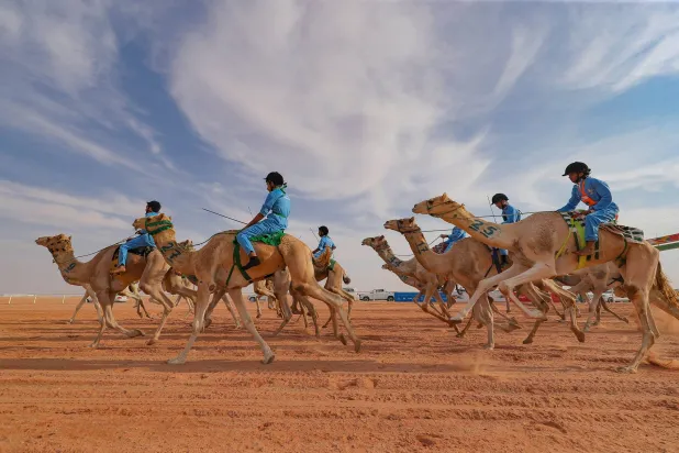 ملاك هجن محليون ودوليون سيشاركون في المهرجان (الشرق الأوسط)