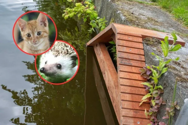 سلالم نجاة لقطط أمستردام من الغرق (إنستغرام)