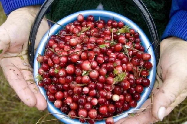 حبات من  التوت البري (أرشيفية - رويترز)