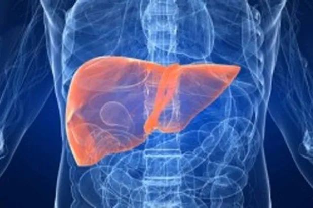 يقوم الكبد بكثير من الوظائف الحيوية بالجسم (رويترز)