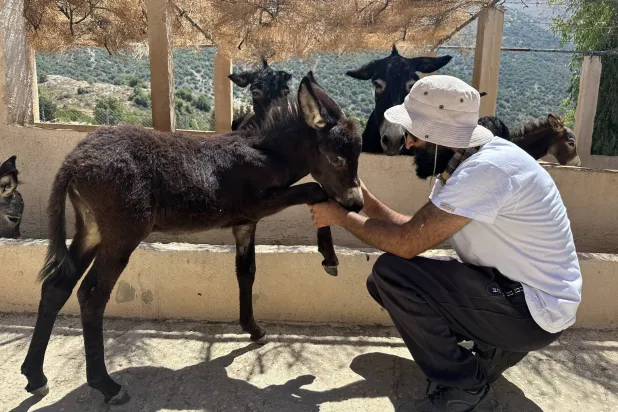 في «مزرعة المعاصر للحمير» الاهتمام بالغ بحيوان معذّب ونادر الوجود (الشرق الأوسط)