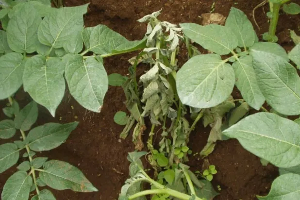 آفة الذبول البكتيري قد تؤدي إلى موت نباتات البطاطا (جامعة كاليفورنيا)