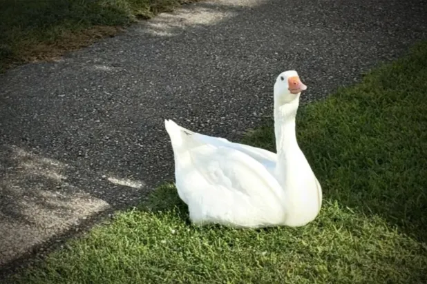 «المحبوبة إلى الأبد» (إنستغرام)