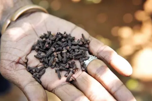 يُستخدم القرنفل منذ زمن طويل بصفته علاجاً منزلياً لآلام الأسنان (أرشيفية - الشرق الأوسط)