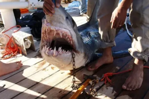 زيادة حموضة المحيطات قد تتسبب في فقدان أسماك القرش لأسنانها (رويترز)