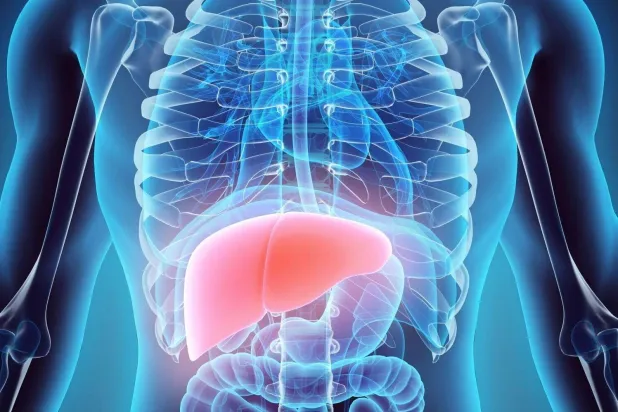 التهاب الكبد الدهني قد يؤدّي مع مرور الوقت إلى تليف الكبد (جامعة فرجينيا كومونولث)