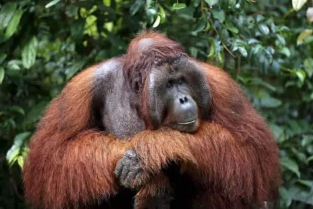 إنسان الغاب يتكيف مع التغيرات في بيئته من خلال تعديل استهلاكه من العناصر الغذائية (رويترز)