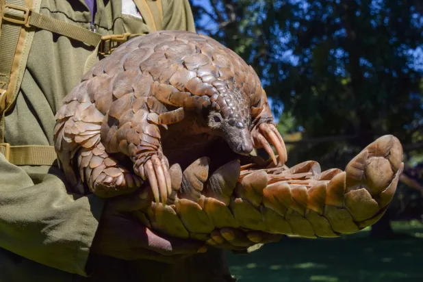 الكائن الليلي المُسالم يتحوّل إلى غنيمة عالمية (غيتي)