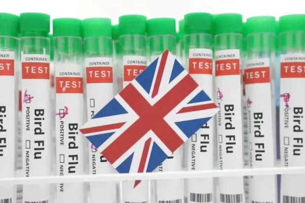 صورة مركبة لأنابيب اختبار كُتب عليها إنفلونزا الطيور وقطعة ورق بألوان العلم البريطاني (رويترز)