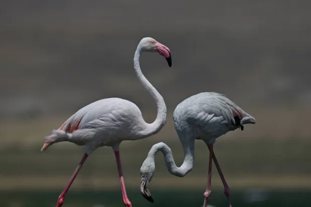 غربة ورديّة وسط المشهد الألماني (غيتي)