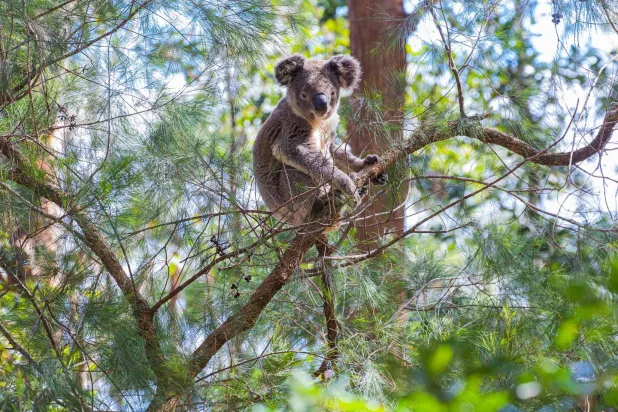 ستوفر حديقة غريت كوالا الوطنية ملاذاً لأكثر من 12 ألف حيوان كوالا (حساب الحديقة الرسمي-فيسبوك)