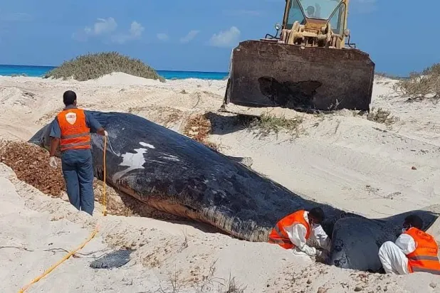 جانب من سحب الحيتان لدفنها (صفحة علم الأحياء البحرية في ليبيا)