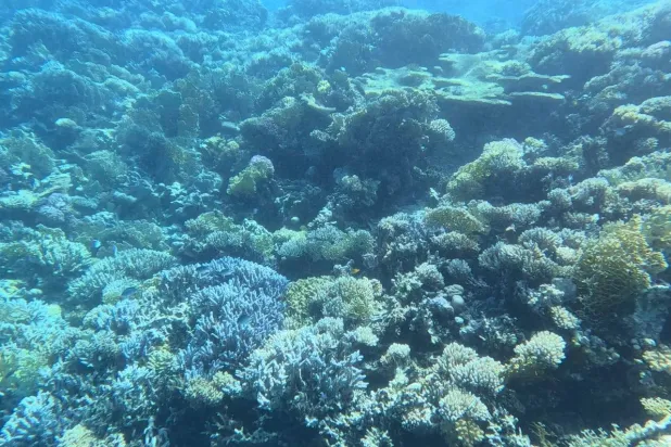 محميات البحر الأحمر زاخرة بالشعاب المرجانية (وزارة البيئة)