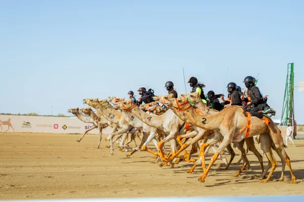 الهجانات السعوديات لفتن الأنظار في السباق (الاتحاد السعودي للهجن)