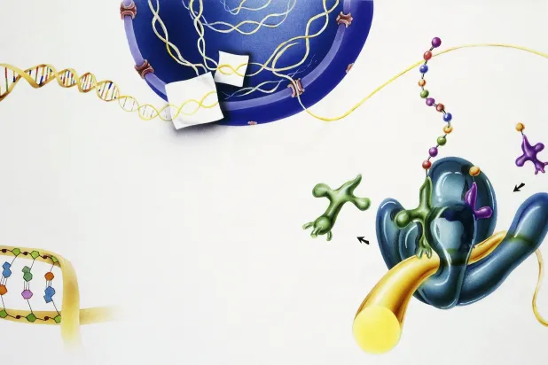 عملية تركيب البروتينات في خلايا الجسم الحي