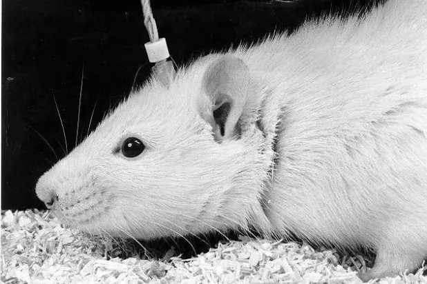 عمل تحفيز للدماغ عن طريق زرع قطب كهربي تحت قشرة دماغ فأر مصاب بمرض مزمن (رخصة المشاع الإبداعي عبر ويكيبيديا)