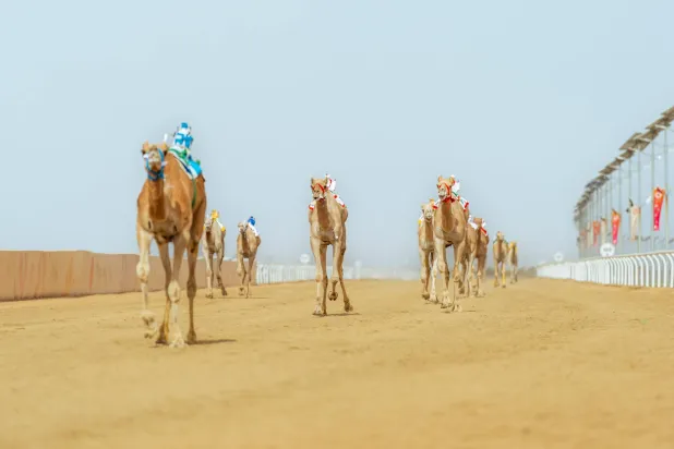 «اجتياز» أهدت الكأس الثالثة للسعودية (اتحاد الهجن)