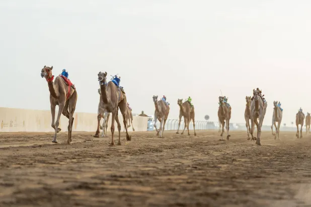 اليوم ختام المنافسات حيث تتنافس المطايا على الفوز بـ12.6 مليون ريال (واس)