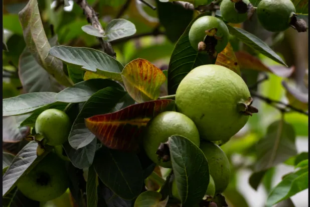 أوراق الجوافة تُحسّن الدورة الدموية في فروة الرأس وتمنع تساقط الشعر (بيكسيلز)