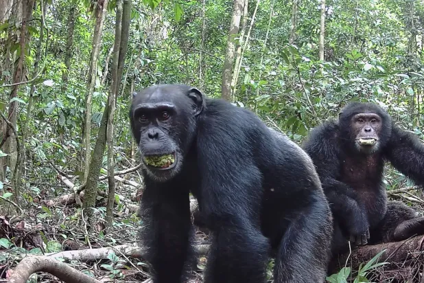 تستطيع حيوانات الشمبانزي استهلاك أكثر من مشروبين كحوليين قياسيين يومياً (أليكسي مارو)