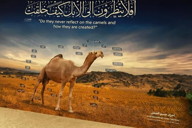 صورة تفصيلية لأجزاء جسم الجمل