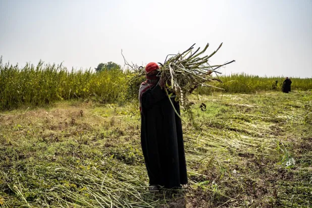 امرأة تحمل حصاد إحدى المزارع في حين تواجه البلاد موجة جفاف شديدة (الأمم المتحدة)