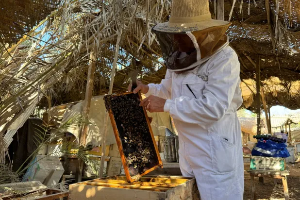 يعاني النحل من ارتفاع درجات الحرارة (رويترز)