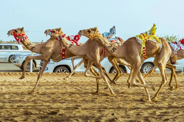 مزاد الهجن إضافة نوعية لمعرض الصقور (الشرق الأوسط)