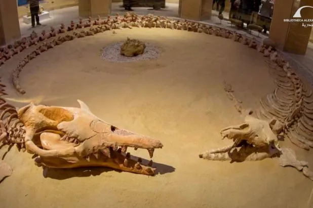 محمية «وادي حيتان» تضمّ نحو ألف هيكل عظمي لحيتان قديمة (مكتبة الإسكندرية)