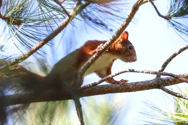 كائن لطيف أم خصم شرس؟ (إ.ب.أ)