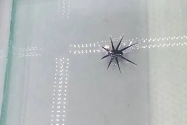 الروبوتات الجديدة قادرة على السير فوق سطح الماء باستخدام مصدر حرارة يعمل بالأشعة تحت الحمراء (جامعة فيرجينيا)