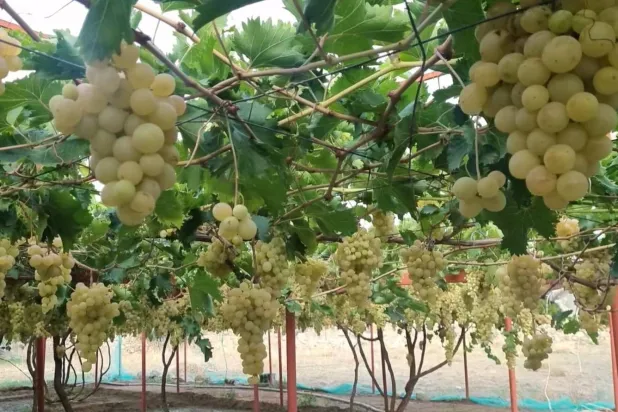 صادرات العنب السعودي تتجه إلى أكثر من 150 دولة (الشرق الأوسط)