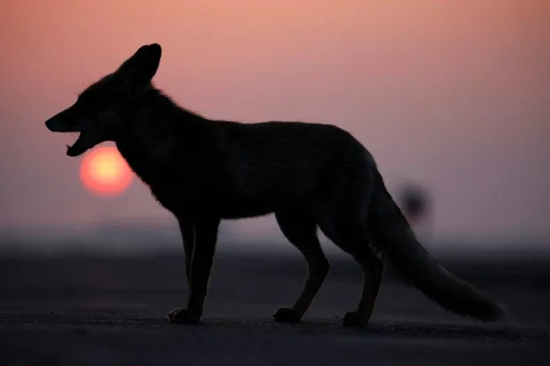 التحاليل الجينية أتاحت اكتشاف أول حالة مؤكدة في اليونان لحيوان من نوع هجين يجمع بين الذئب والكلب (أرشيفية - رويترز)