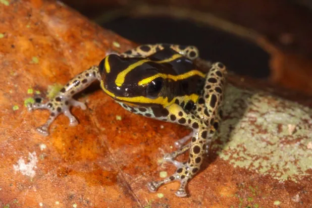 الضفدع «رانيتوميا هواتا» يتميز بألوانه الزاهية وسلوكه التناسلي الفريد (أ.ف.ب)