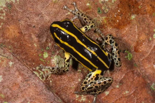 الطب الصيني التقليدي يتضمن استخدام أجزاء من الحيوانات بما في ذلك الضفادع لعلاج حالات طبية مختلفة (أ.ف.ب)