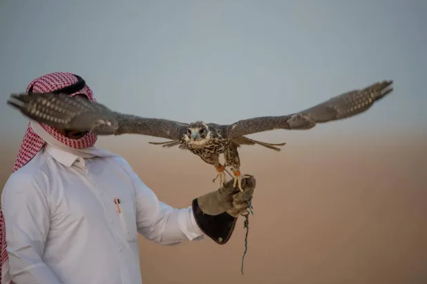 موسم طرح الصقور... طقوس رصد وتتبع وحكاية تراث عبر الأجيال